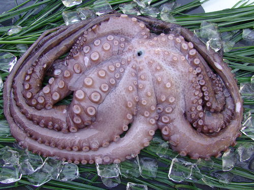 Pulpo ( Octopus oder Krake )